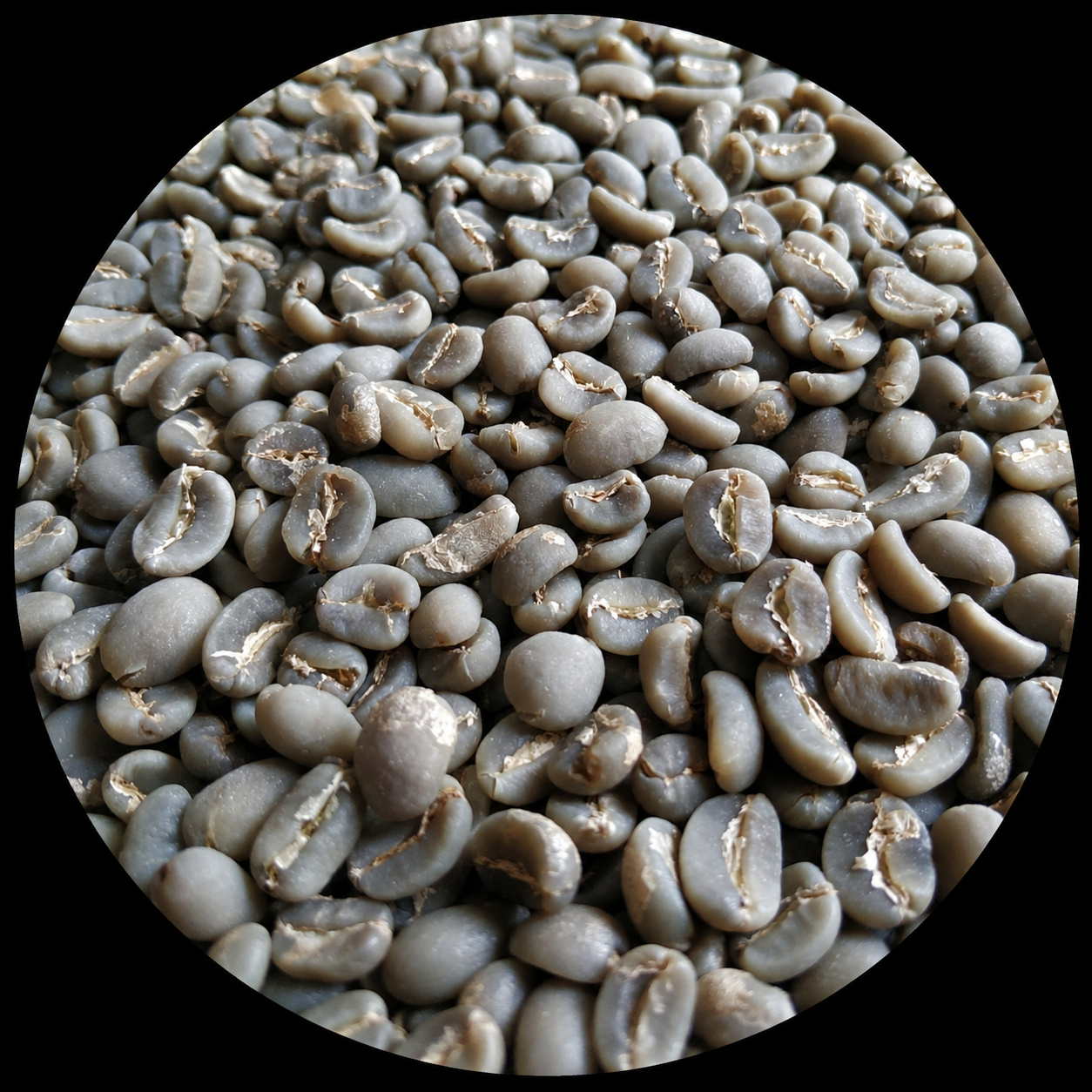 Commercial Selection Gayo Arabica wet-hulled green coffee beans