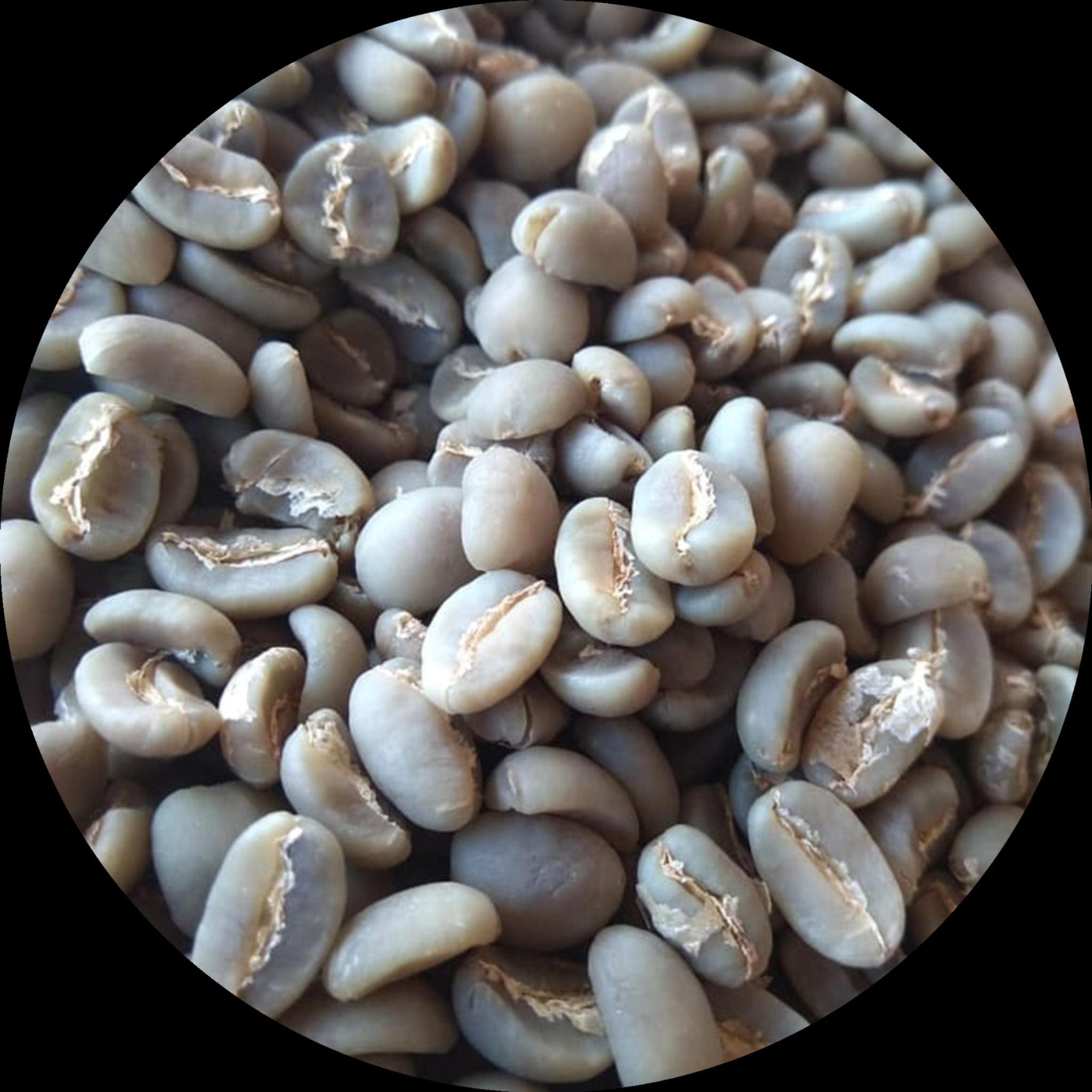 Premium Selection Gayo Arabica wet-hulled green coffee beans