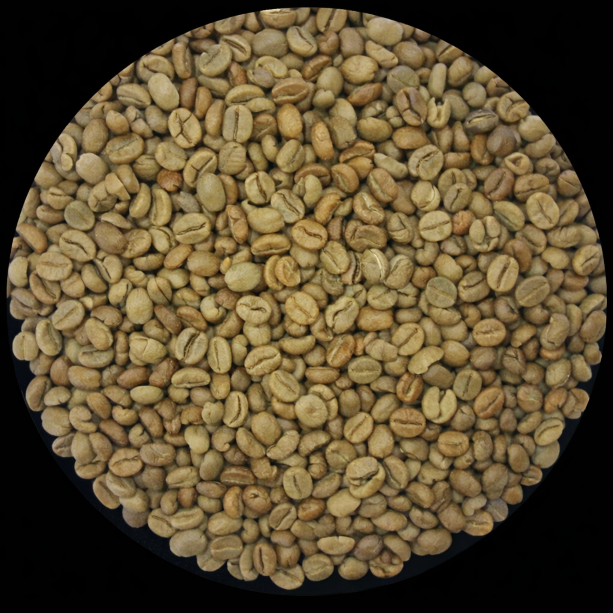Lampung Robusta wet-hulled green coffee beans
